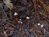 Cudoniella tenuispora image