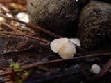 Cudoniella tenuispora image