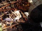 Cudoniella tenuispora image