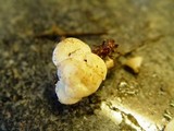 Cudoniella tenuispora image