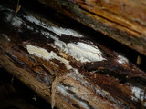 Gloeohypochnicium analogum image