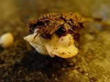 Cudoniella tenuispora image