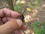 Mycena crocea image
