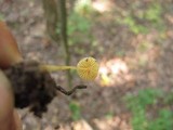 Mycena crocea image
