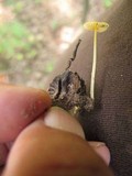 Mycena crocea image
