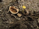 Mycena crocea image