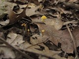 Mycena crocea image