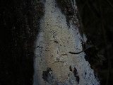 Hypochnicium bombycinum image