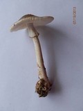 Amanita brunnescens image