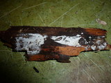 Hypochnicium punctulatum image