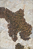 Romjularia lurida image