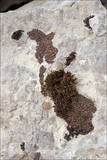 Romjularia lurida image