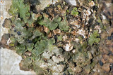 Romjularia lurida image