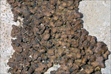 Romjularia lurida image