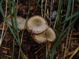 Entoloma vernum image