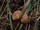 Entoloma vernum image