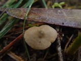 Entoloma vernum image