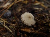 Entoloma vernum image