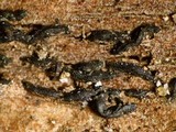 Gloniopsis praelonga image