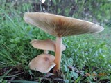 Melanoleuca cognata image