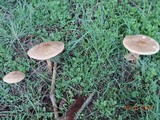 Melanoleuca cognata image