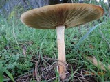Melanoleuca cognata image