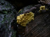 Hypocrea sulphurea image