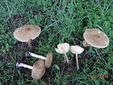 Melanoleuca cognata image