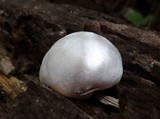 Reticularia lycoperdon image