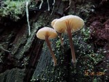 Lichenomphalia umbellifera image
