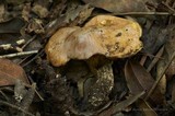 Suillus caerulescens image