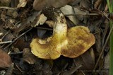 Suillus caerulescens image