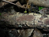 Hypoxylon cercidicola image