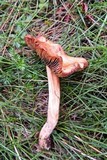 Inocybe fraudans image