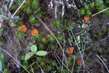 Octospora humosa image