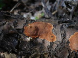 Hypoxylon ticinense image