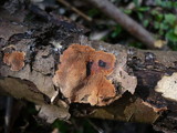 Hypoxylon ticinense image