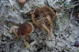 Camarophyllopsis atropuncta image