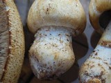 Agaricus crocodilinus image