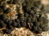 Nitschkia broomeana image