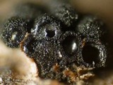 Nitschkia broomeana image