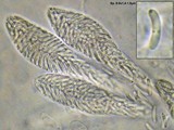 Nitschkia broomeana image