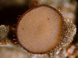 Torrendiella ciliata image