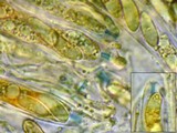 Torrendiella ciliata image