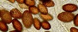Ascobolus carbonarius image