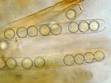 Plicaria endocarpoides image