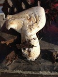 Leucopaxillus albissimus image
