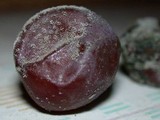 Botrytis cinerea image