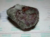 Botrytis cinerea image