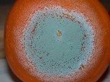 Penicillium digitatum image